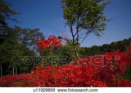 Red Spider Lilies View Large Photo Image Stock Photo - Red Spider Lilies. Fotosearch