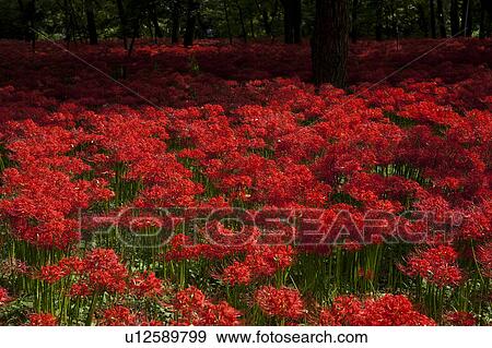 Stock Photo - Red Spider Lilies. Fotosearch