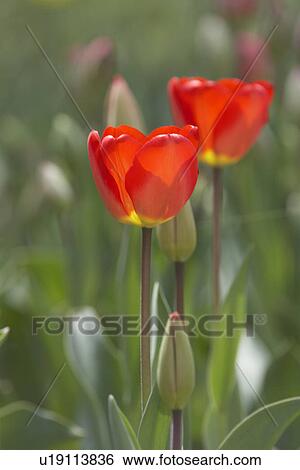Stock Photograph - Red tulips. Fotosearch