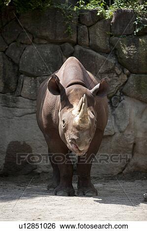 Stock Photograph - Rhinoceros. Fotosearch