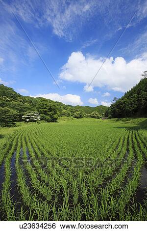 Stock Photograph - Rice Field in Japan. Fotosearch