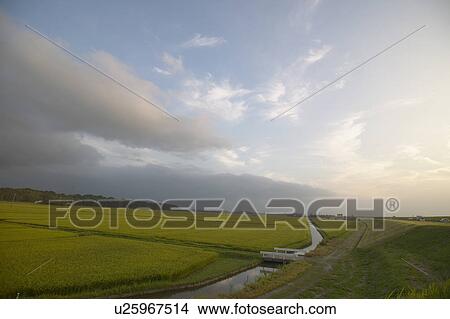Picture - Rice field. Fotosearch