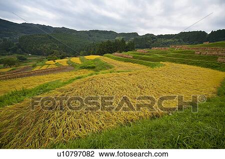 Stock Image - Rice field. Fotosearch