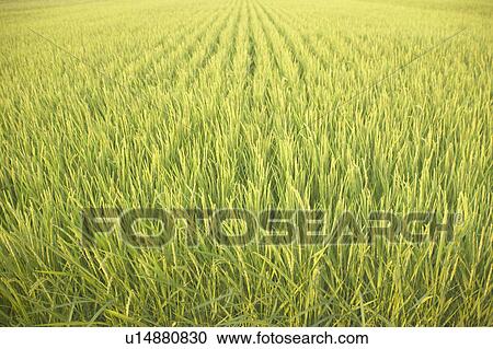 Rice field View Large Photo Image Stock Image - Rice field. Fotosearch