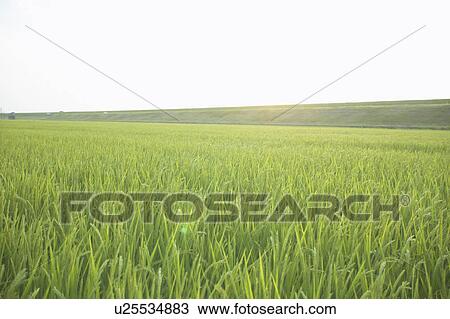 Rice field View Large Photo Image Stock Image - Rice field. Fotosearch