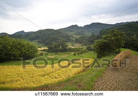 Rice field View Large Photo Image Stock Photo - Rice field. Fotosearch