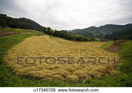 Stock Photo - Rice field. Fotosearch