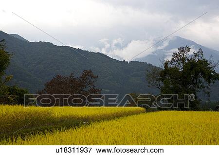 Rice field View Large Photo Image Stock Photo - Rice field. Fotosearch