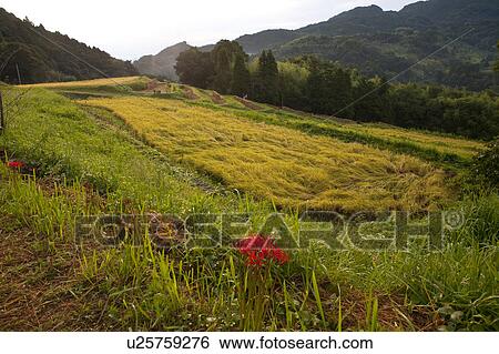 Stock Photograph - Rice field. Fotosearch