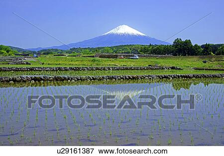 Rice paddies and Mt. Fuji View Large Photo Image Stock Photo - Rice paddies and Mt. Fuji. Fotosearch