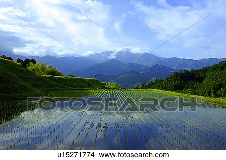 Rice paddy and Mt. Ena View Large Photo Image Picture - Rice paddy and Mt. Ena. Fotosearch