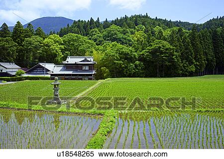 Rice paddy and stone lantern View Large Photo Image Stock Photography - Rice paddy and stone lantern. Fotosearch