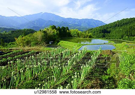 Stock Photo - Rice paddy, farm and Mt. Ena. Fotosearch