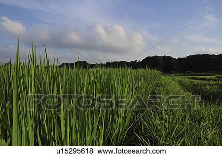 Stock Photo - Rice paddy. Fotosearch