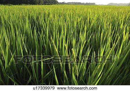 Stock Photo - Rice paddy. Fotosearch