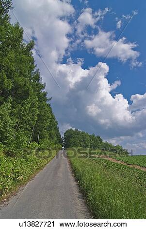 Stock Image - Road by forest. Fotosearch