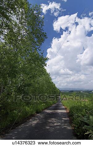 Stock Image - Road by forest. Fotosearch