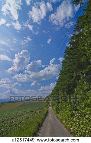Stock Photo - Road by forest. Fotosearch