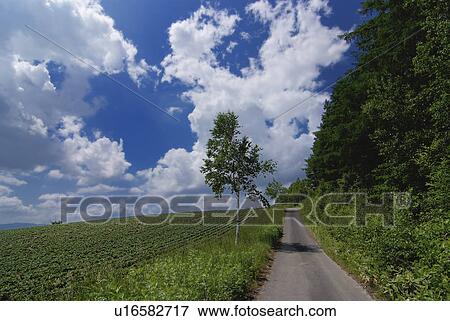 Stock Photo - Road by forest. Fotosearch