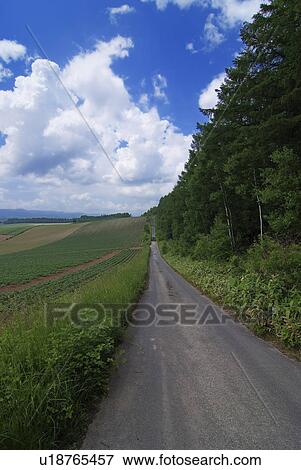 Stock Photo - Road by forest. Fotosearch
