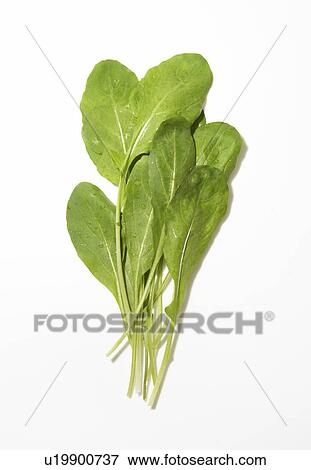 Stock Photo - Rocket leaves. Fotosearch