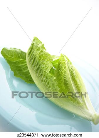 Stock Image - Romaine lettuce on plate. Fotosearch