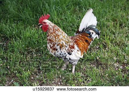 Rooster View Large Photo Image Stock Photo - Rooster. Fotosearch