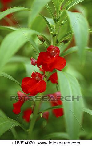 Rose balsam, close up View Large Photo Image Stock Image - Rose balsam, close up. Fotosearch