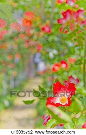 Rose greenhouse, close up, differential focus View Large Photo Image Stock Image - Rose greenhouse, close up, differential focus . Fotosearch