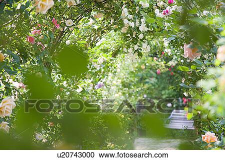 Rose greenhouse, differential focus View Large Photo Image Stock Image - Rose greenhouse, differential focus. Fotosearch