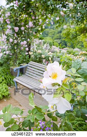 Rose greenhouse View Large Photo Image Stock Image - Rose greenhouse. Fotosearch