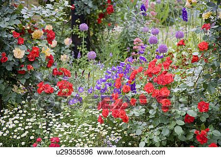 Rose greenhouse View Large Photo Image Stock Photograph - Rose greenhouse. Fotosearch