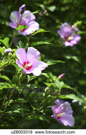 Stock Photo - Rose of Sharon. Fotosearch