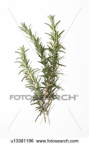 Rosemary View Large Photo Image Stock Photograph - Rosemary. Fotosearch
