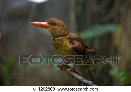 Stock Photo - Ruddy Kingfisher (Halcyon coromanda). Fotosearch
