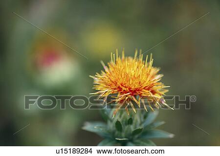 Picture - Safflower (Carthamus tinctorius L. ). Fotosearch