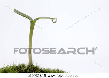 Stock Photography - Sapling and dew drop. Fotosearch