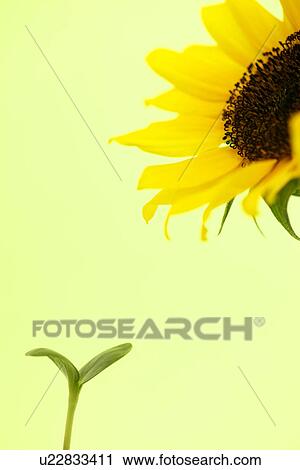 Sapling and sunflower View Large Photo Image Stock Image - Sapling and sunflower. Fotosearch