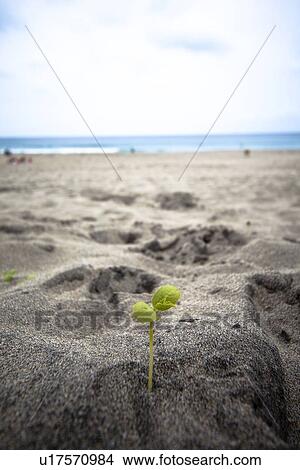 Picture - Sapling at a beach. Fotosearch