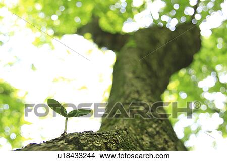 Sapling growing on tree View Large Photo Image Picture - Sapling growing on tree. Fotosearch