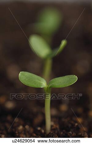 Sapling View Large Photo Image Picture - Sapling. Fotosearch