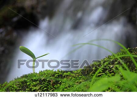Sapling View Large Photo Image Stock Image - Sapling. Fotosearch
