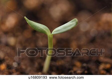 Sapling View Large Photo Image Stock Image - Sapling. Fotosearch