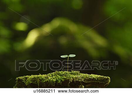 Stock Image - Sapling. Fotosearch
