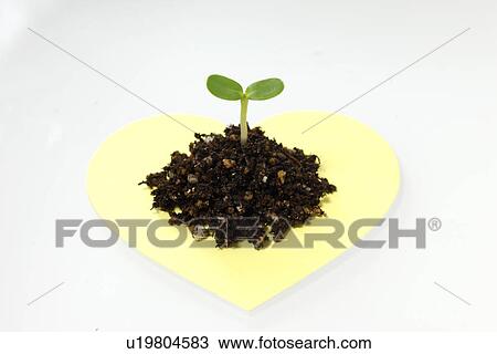 Stock Image - Sapling. Fotosearch