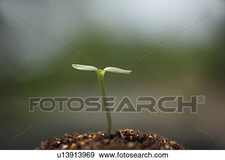 Stock Photo - Sapling. Fotosearch