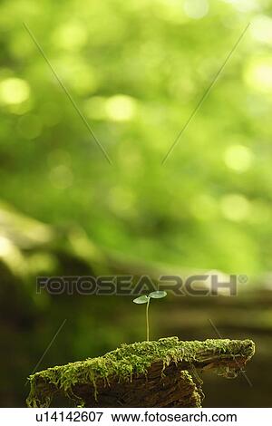 Stock Photo - Sapling. Fotosearch