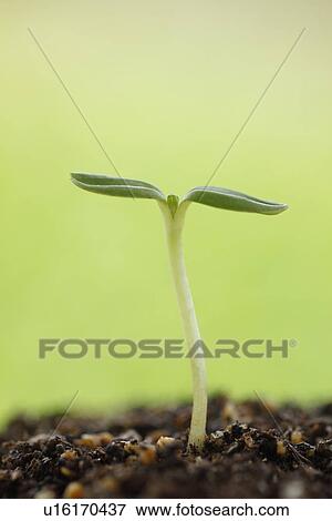 Stock Photo - Sapling. Fotosearch