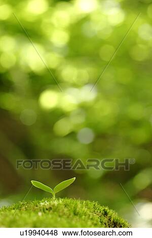 Stock Photo - Sapling. Fotosearch
