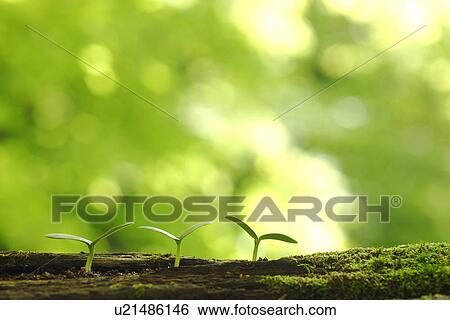 Stock Photograph - Sapling. Fotosearch